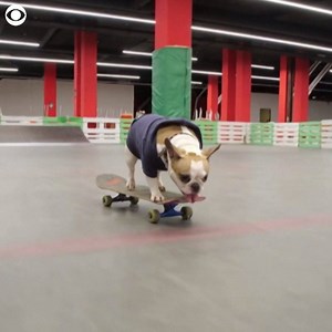 5.8K views · 141 reactions | SKATER PUP: Sonya, a 5-year-old French bulldog, rode her skateboard around an indoor skate park in Russia over the weekend. The dog and her owner, Dmitry, visit the skate park once or twice a week. Dmitry says Sonya showed an interest in skateboards as a puppy, and her talent came naturally. | KCCI | Facebook
