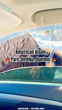 American Bison 🍁 Parc Oméga, Quebec 🍁