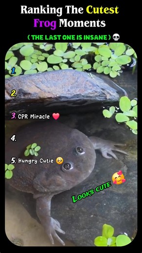 Ranking the Cutest Frog Moments 🐸💚 #usa #shorts #viral