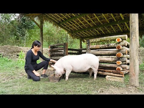 Construction of Pig Barns -Planning for Livestock and Poultry Barns/ Build and improve Lives, Part 1