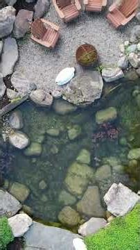 Sloped Backyard Koi Pond Design #shorts