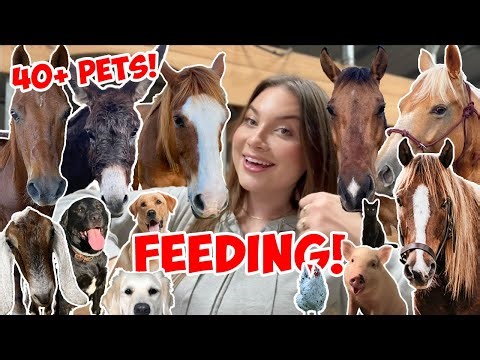 FEEDING ALL MY 40 ANIMALS FOR THE LAST TIME AT THIS FARM..