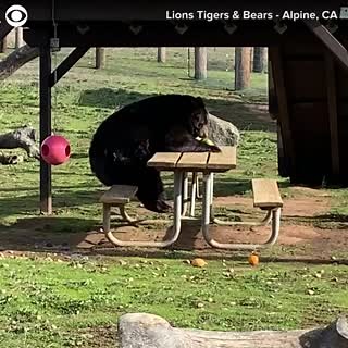 190K views | SUNDAY SNACK: This bear enjoyed a snack while sitting at a picnic table. The Lions Tigers & Bears animal sanctuary in Alpine, California shared the video Sunday. | CBS Newspath | Facebook