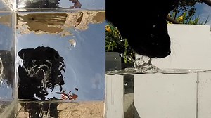 Precise method underlies sloppy madness of dog slurping