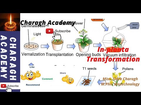 Inplanta Transformation Method
