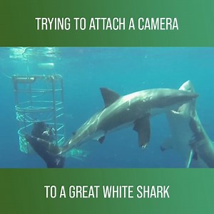 The great white shark researchers are studying why more sharks are arriving to Southern California. They spot an interesting behaviour: this is what shark bullying looks like. 👹 Watch more like this on discovery : https://bit.ly/3kipzf0 | Love Animals