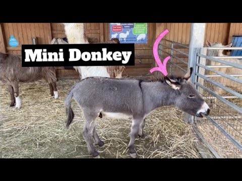 FARM ANIMAL SOUND VIDEO FOR KIDS - MINI DONKEY MAKES CRAZY DONKEY (burro) SOUNDS