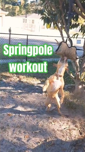 springpole exercise for an athletic pup #pitbull #shorts #doglife