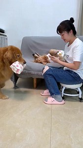 Big dogs are also very cute when wearing clothes Dog clothes Golden retriever Cute pets good thi 🤣😂 #yiyou #dog #dogfunny #doglover | Xiang Wei and Dog