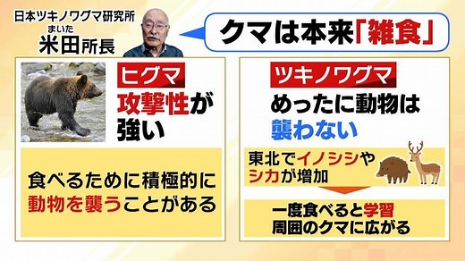 ”肉の味を覚えたクマ”が人を襲うおそれも　繁殖期の５～６月は「共食い」が多発するほどで特に危険！【相次ぐクマ被害】 | 特集 | MBSニュース