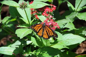 How to Bring Color Back to a Photo That You've Desaturated Using ANY Version of Photoshop