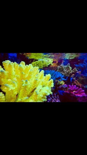 18K views · 470 reactions | @highlight New addition acro from Malaysia 殺 #acropora #spscorals #reefer #reefaquarium #reef2reef | Log Sọt | Facebook