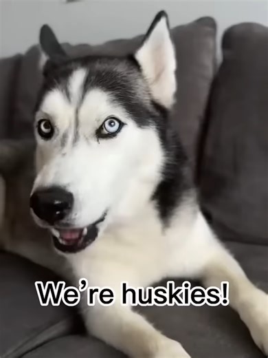 Huskies: The Talkative and Playful Dogs of the Moon