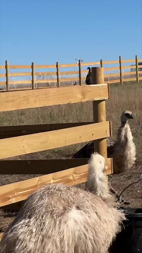 26K views · 471 reactions | The Female Emus are Fighting for Dominance #emus #dominance #fight #moment | White House on the Hill | Facebook