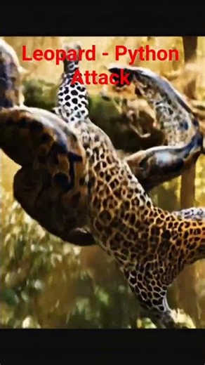 🔊 Python🐍 And Leopard🐆 Attack On Tree #shorts