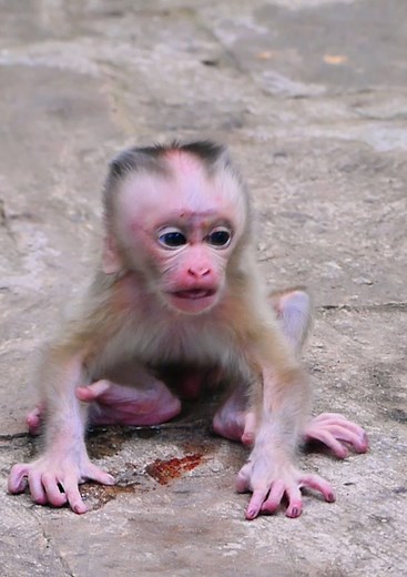 omg, newborn baby monkey trying to call his mom back when mom leave him alone #babymonkey #monkey #cutebaby #cute #reelsvideoシ | Lovely Monkey Videos