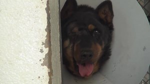 4.6K views · 244 reactions | SANDY is so scared and uncomfortable,...