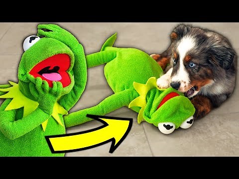 Kermit the Frog Meets Kermit the Dog! (New Puppy)