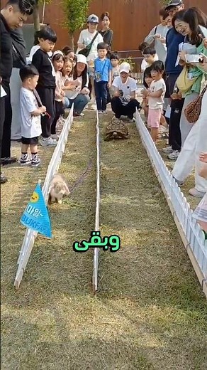 سباق الأرنب والسلحفاة 🤣🤣