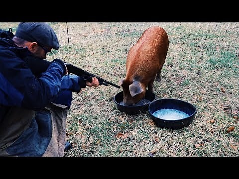 How + Why I killed my Pigs at Home
