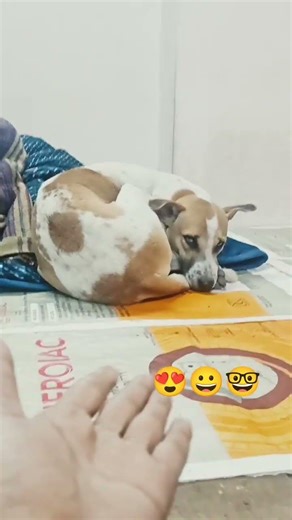 #funny #comedy #pets #puppyvideos 😀😀🤓🤓🤓🐕🐕🐕😂😂😂 cutie pie 😍😍