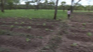 11K views · 165 reactions | Government has directed illegal settlers that have invaded National parks in the country to relocate. Green Economy and Environment Minister COLLINS NZOVU says the illegal settlers should do so before Government moves in to demolish their makeshifts houses and destroy their illegal fields. | ZNBC Today | Facebook