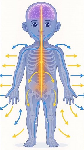 Somatic Nervous System Explained in 3D | Voluntary Control Ka Magic