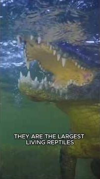 Sarcosuchus Walked So Crocodiles Could Run #Cretaceous #Crocodile #Dinosaur #Shorts