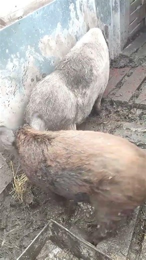 Wild Boar Mating Season | Male and Female Together in Jungle” #wildboar #animals #pigfeed #pigtrap