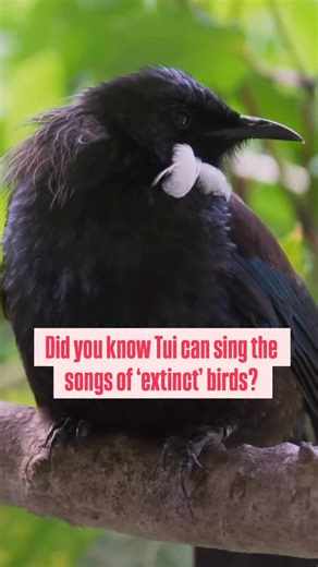 NZ Conservation Stories | In the New Zealand ecosystem, the tui plays a unique role. They have an exceptional ability to mimic sounds and noises. They have been... | Instagram