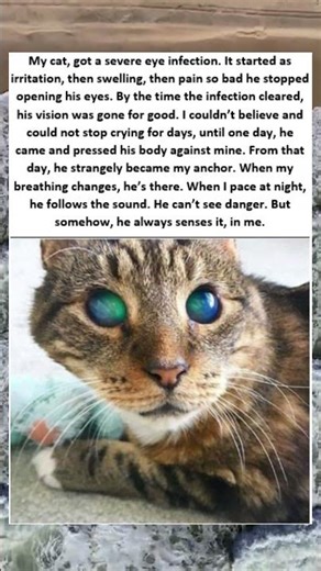 My cat got severe eye infection