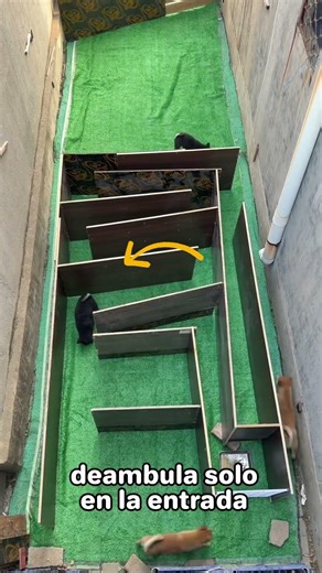 El perro negro fue el único valiente