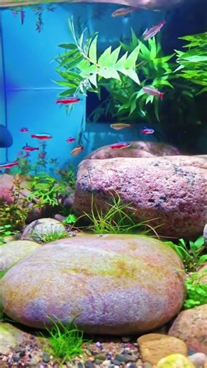 CozyWoodLab 30 | Planted Betta Tank Ideas | CozyWoodLab