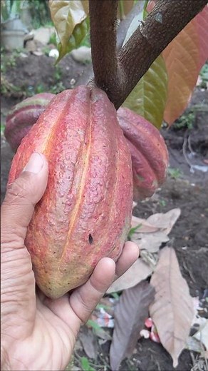Fresh Cacao 🍫 #farming #agriculture #cacao
