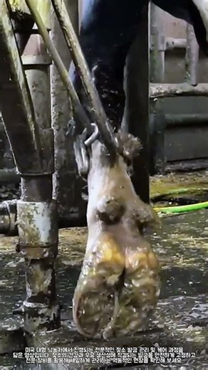 체계적인 젖소 발굽 케어 프로세스 #farming #skills #cattle #hooftrimming #agriculture