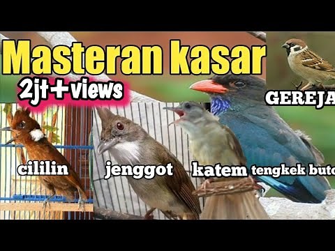 masteran murai batu full isian tembakan, | masteran murai batu full isian