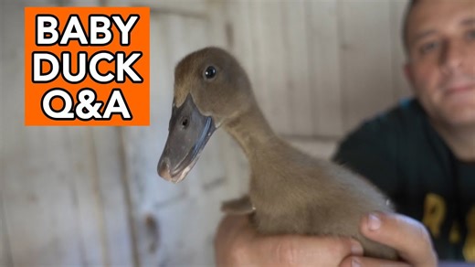 Raising Baby Ducks: Answers to Common Questions