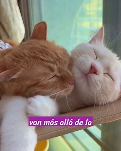 302K views · 685 reactions | La Armonía Felina: Razones para Tener Dos o Más Gatos en Lugar de Uno Mientras que tener un solo gato puede ser una experiencia maravillosa, la idea de dar la bienvenida a dos o más felinos en tu hogar tiene beneficios que van más allá de la simple compañía. Hoy, exploraremos las razones por las cuales tener dos o más gatos puede ser una elección enriquecedora y gratificante para dueños de gatos dedicados. | Tu Gato Curioso | Facebook
