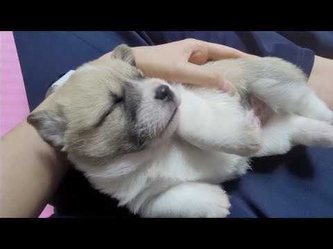자면서 꿈꾸는 시고르자브종 새끼 강아지