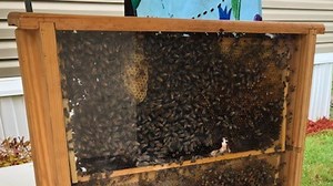 Exploring Ovideos Black Hammock Bee Farm