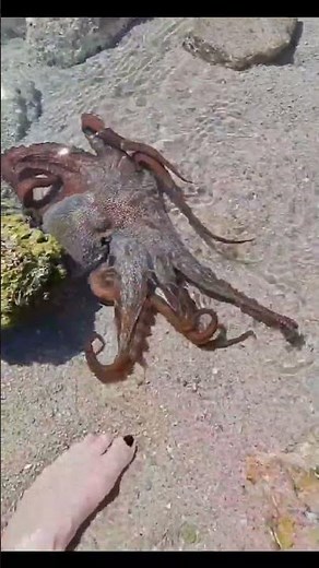 📌 Curious Octopus in Villasimius 🐙 Sardinia World