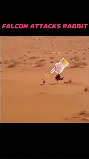 Eagle vs Falcon🦅⚔️ One Missed, One Mastered the Hunt! 🐇🔥#animals #wildlife #tranding #viral #falcon