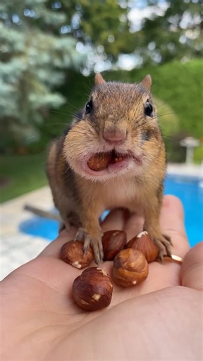Van Gogh the Chipmunk on Instagram: "The most beautiful view 😍 🐿️ Claude / 🧑‍🎨 Claude Monet #flashbackfriday #chipmunk #cuteanimals #wildlife #nature #animalfriends #snowwhite #animalwhisperer #cutie #awww"