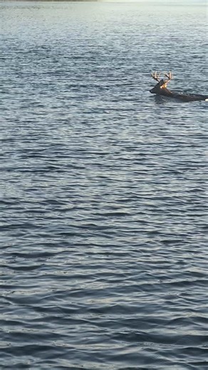 Things you see fishing in the fall. My favorite time of year. Pretty cool seeing this buck swimming the other day. Have a great week everyone!🎣 . . . #fishinglife #whitetail #buck #fishwisconsin #haywardwi #haywardlakes | Jeff Evans Fishing Company