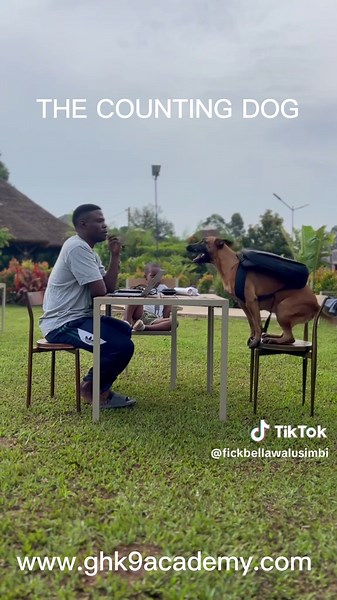 Counting Tricks for Dogs: Teach Your Pup to Count