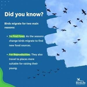 1K views · 41 reactions | Why do birds migrate? 列 Ever wondered why some birds don't stay put all year round? ✨ Check out our graphic to learn why some birds undertake astounding journeys, crossing continents and oceans. Stay tuned for more bird facts from us! #BirdMigration #MigrationMatters #BirdLifeFlyways | BirdLife International | Facebook