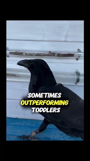 The Bird That Crafts Tools Better Than Humans 🛠️🐦 | Genius Crow Explained