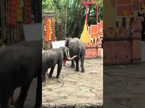 Elephant Show Bangkok Safari World Thailand