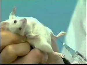 Intraperitoneal injection for mouse