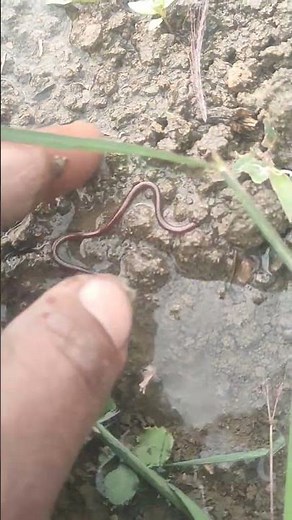 Barbados Threadsnake दुनिया का सबसे छोटा सांप #snake #wildlife #wildanimals #BarbadosThreadsnake